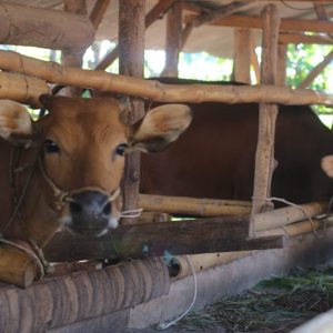Menjelang Idul Adha, Harga Sapi Mulai Meroket