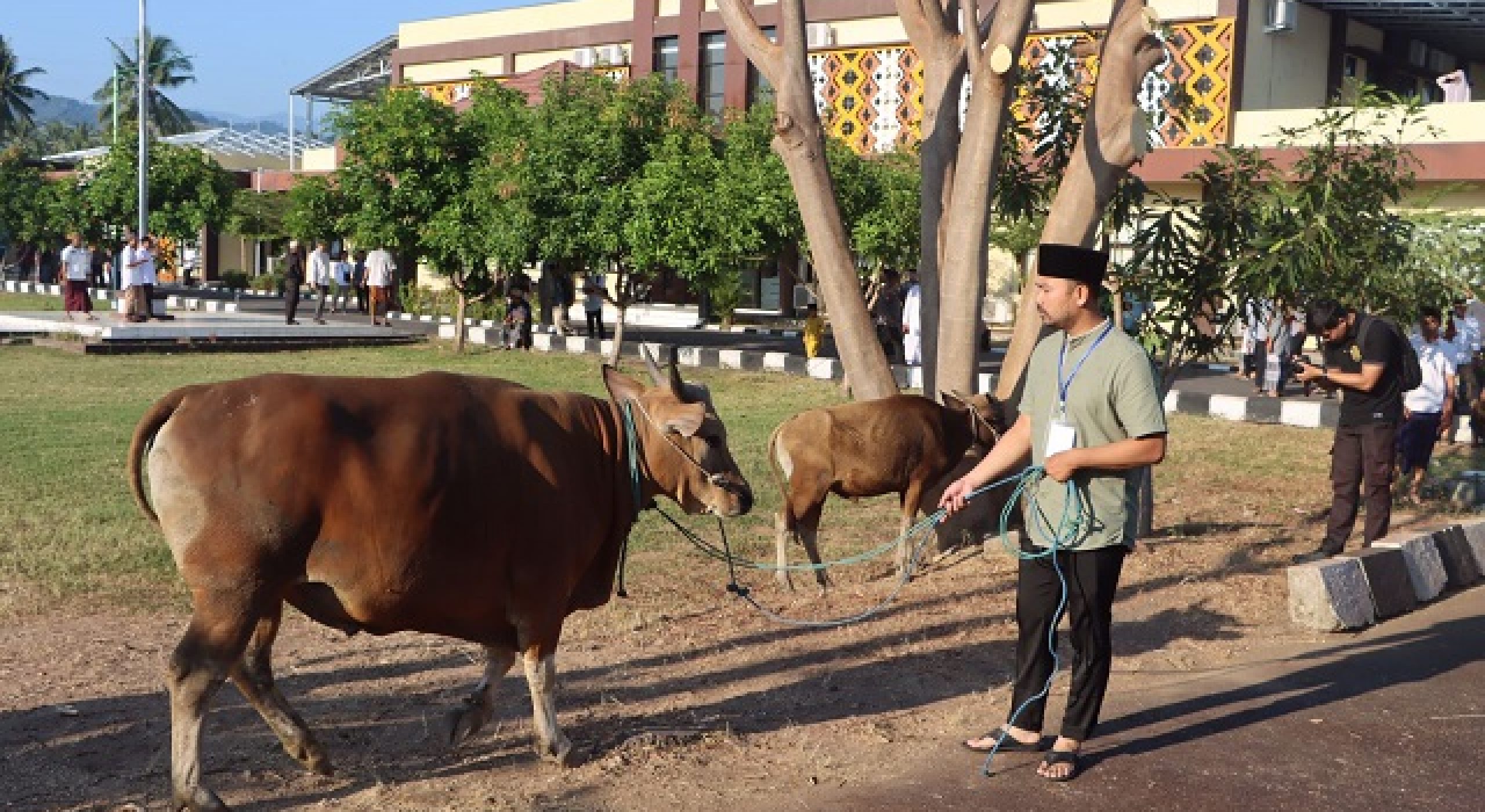 Manifestasi Ketakwaan, Kapolres Lombok Utara pun Salurkan Hewan Kurban