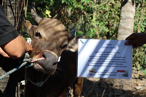 Salah satu hewan qurban sahabat Brunei Darussalam dan Indonesia yang disalurkanke Mengkuru