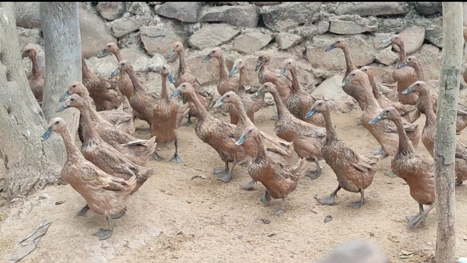 Ternak Bebek jadi Keunggulan Desa Denggen Timur