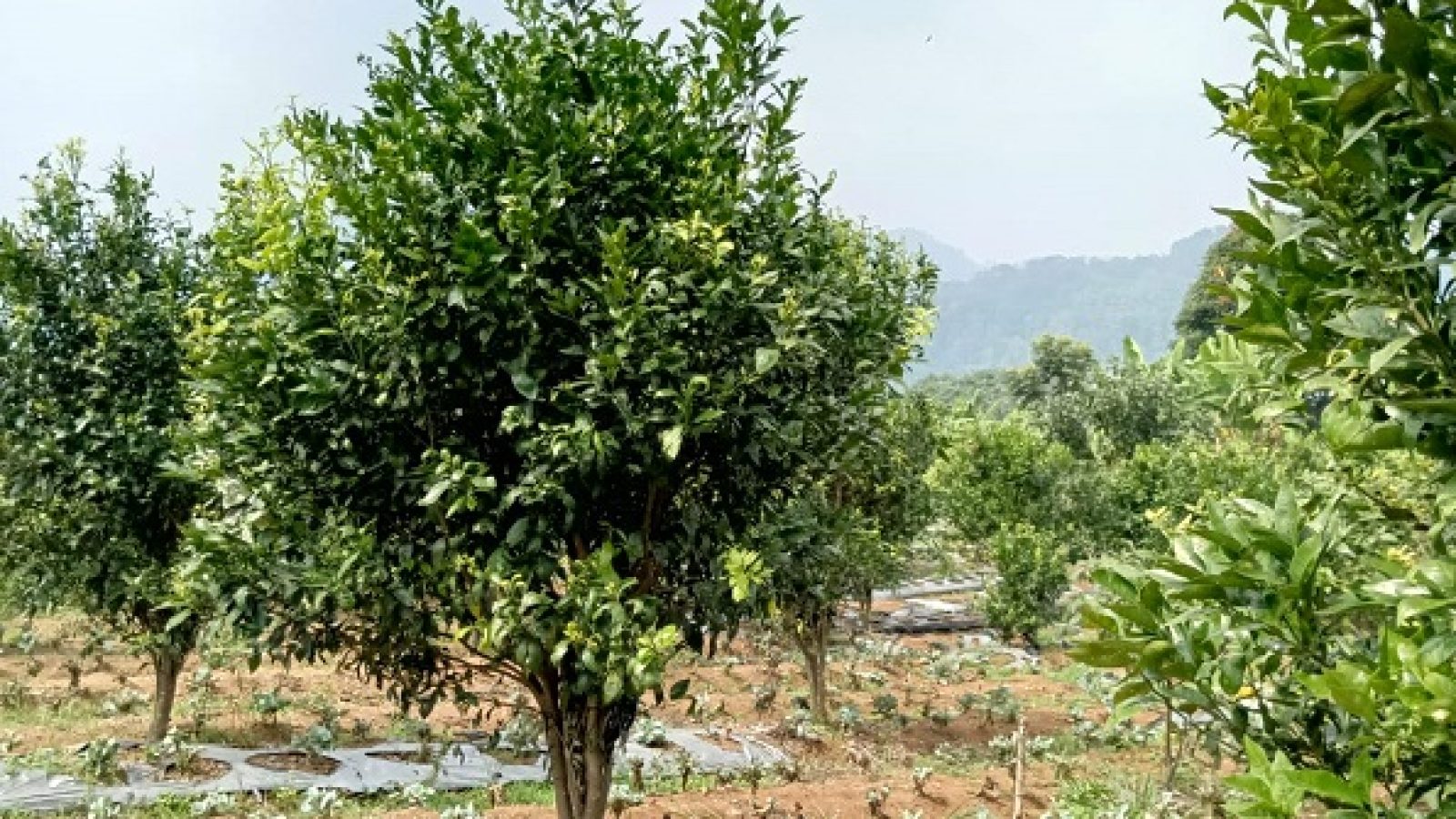 Luncurkan Paket Edufarm Bagi Siswa Sekolah, Bukit Aquila Camp Manfaatkan Lahan Agro