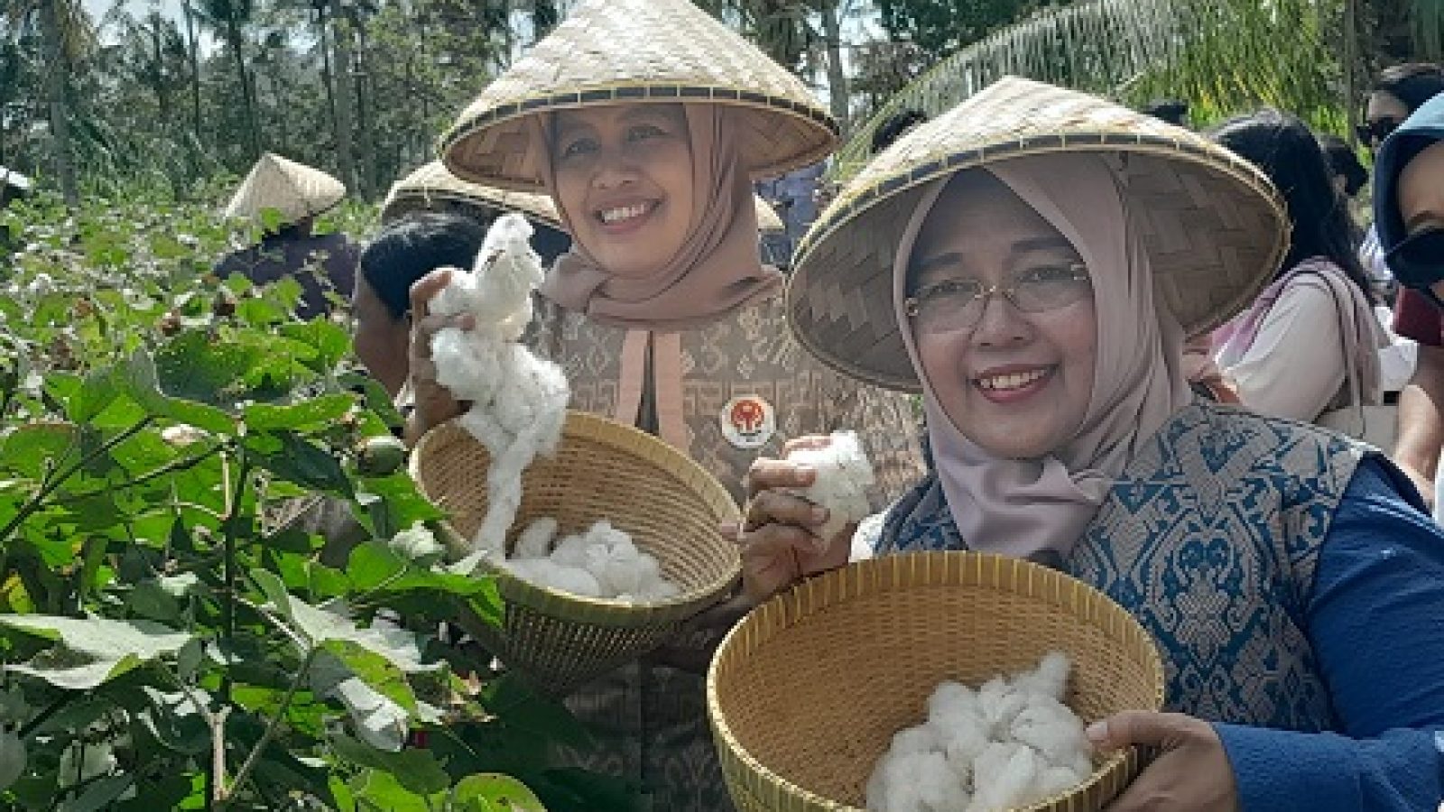 Perkebunan Kapas Bidadariku, Wujudkan Kedaulatan Sandang Indonesia
