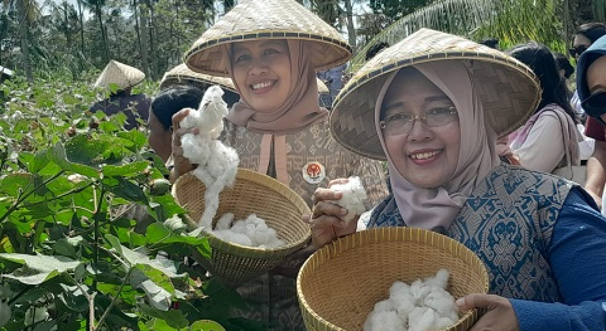 Perkebunan Kapas Bidadariku, Wujudkan Kedaulatan Sandang Indonesia