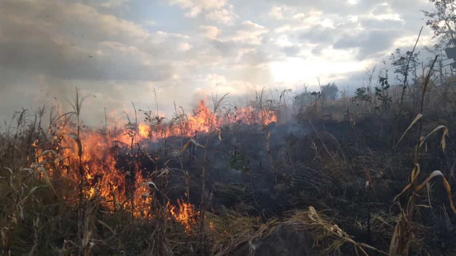 Puluhan Hektar Hutan Produksi Milik PT Sadhana Arifnusa di Sambelia Terbakar