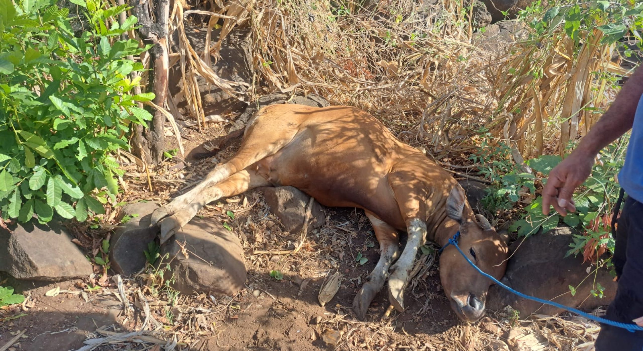Sapi Curian Ditemukan Warga di Kebun dalam Kondisi Terluka