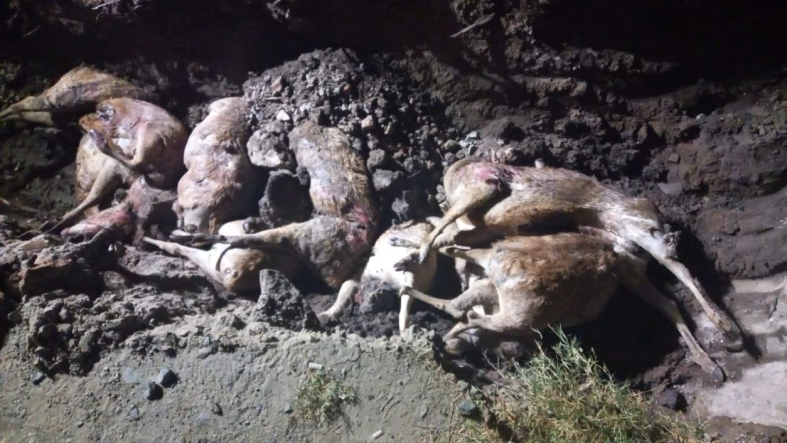 Sebanyak 10 Ekor Bangkai Rusa Selundupan Dimusnahkan