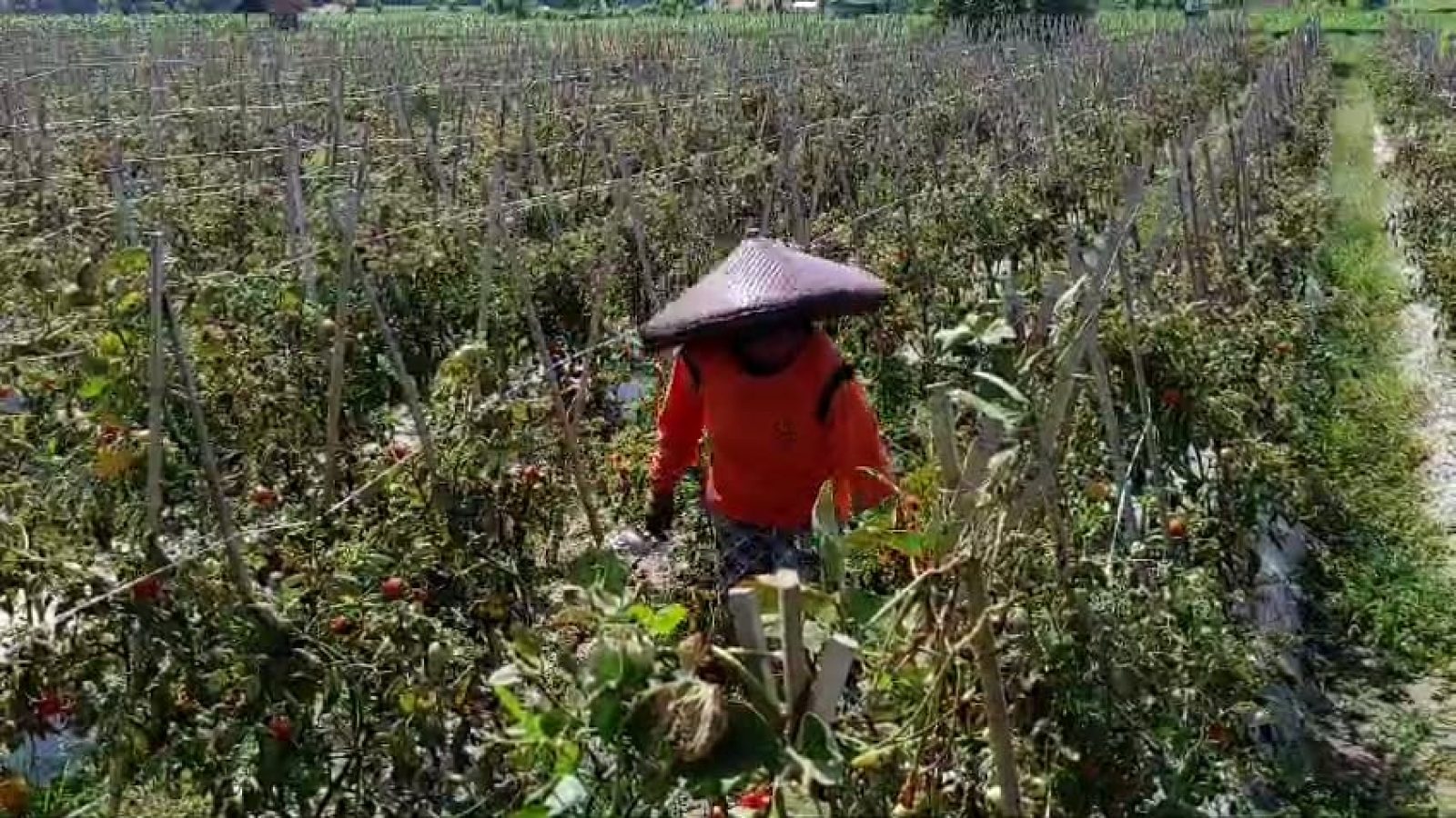 Petani Tirtanadi Rugi Akibat Harga Tomat Anjlok