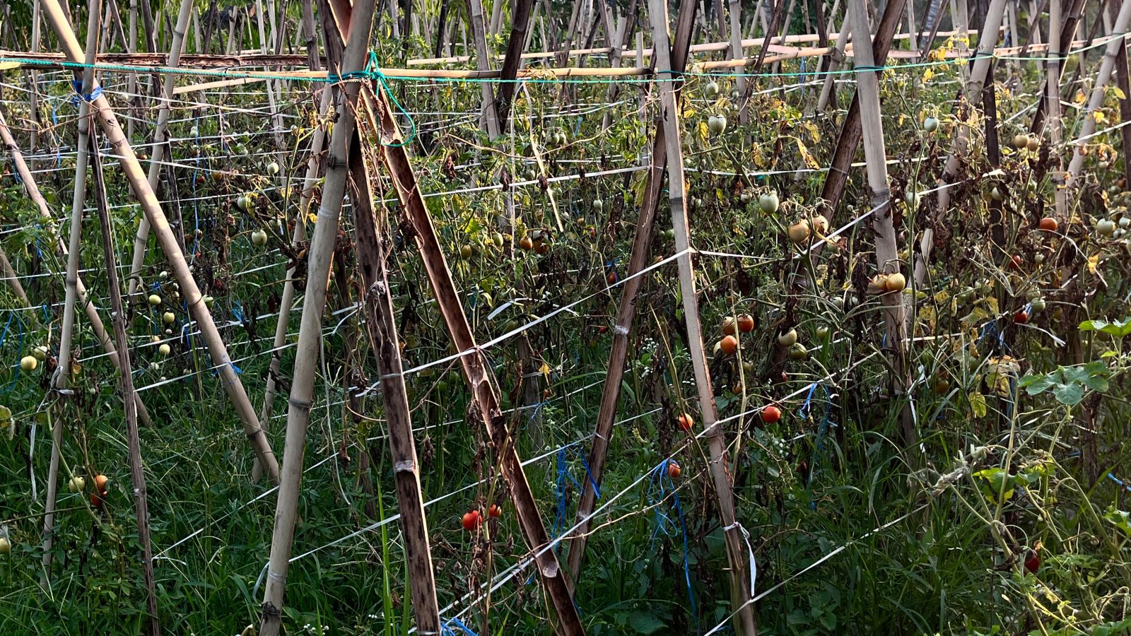 Cuaca Tak Menentu Sebabkan Tanaman Tomat Petani di Lombok Timur Mati