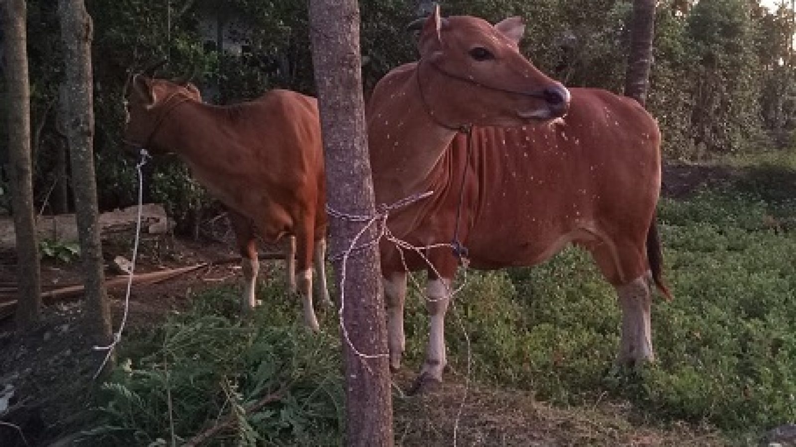 Polsek Prateng Temukan Ternak Sapi yang Dikabarkan Hilang