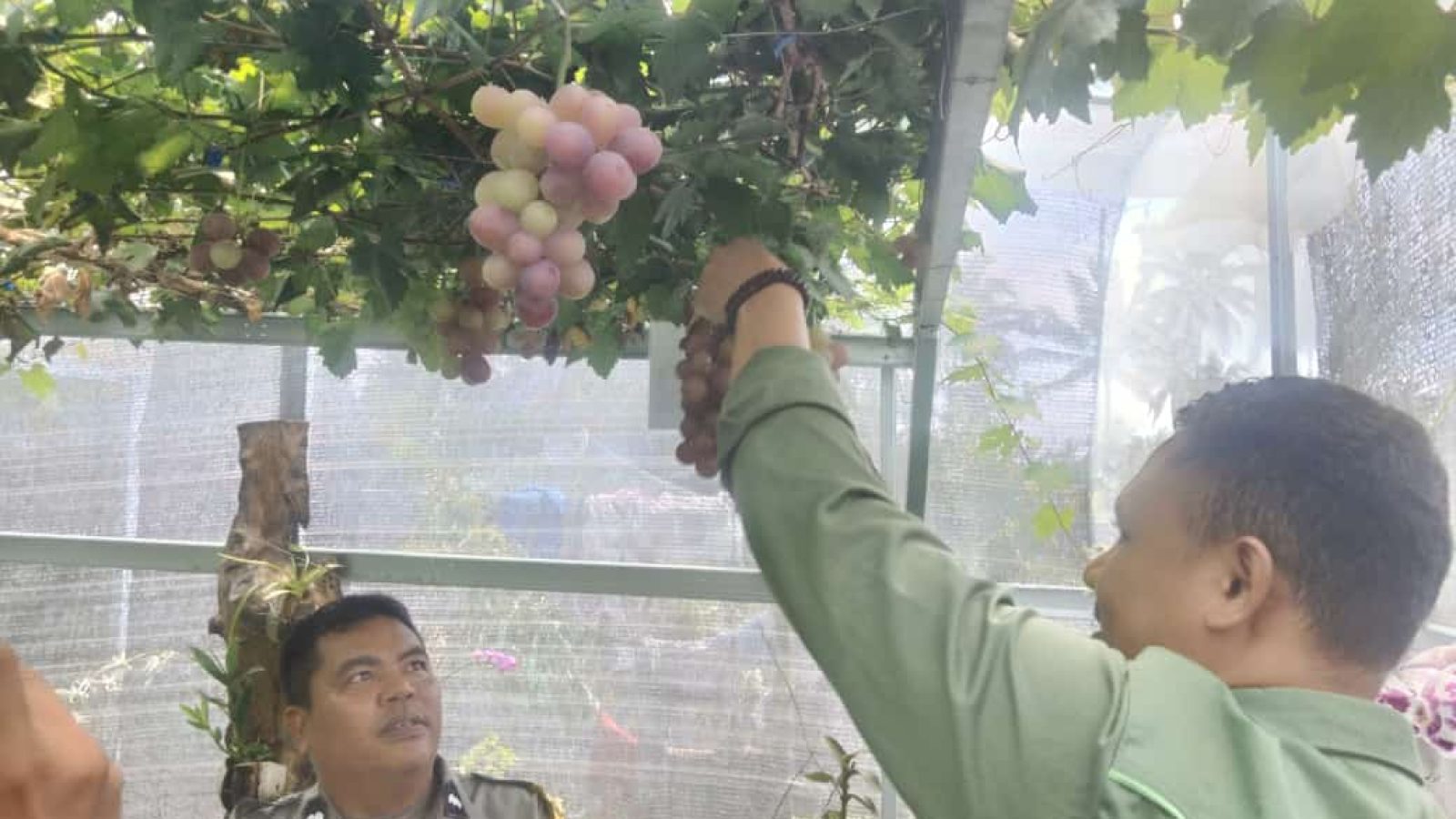 Keren, Budidaya Anggur pak Polisi Ini Jadi Tempat Belajar Anak Muda dan Eks PMI