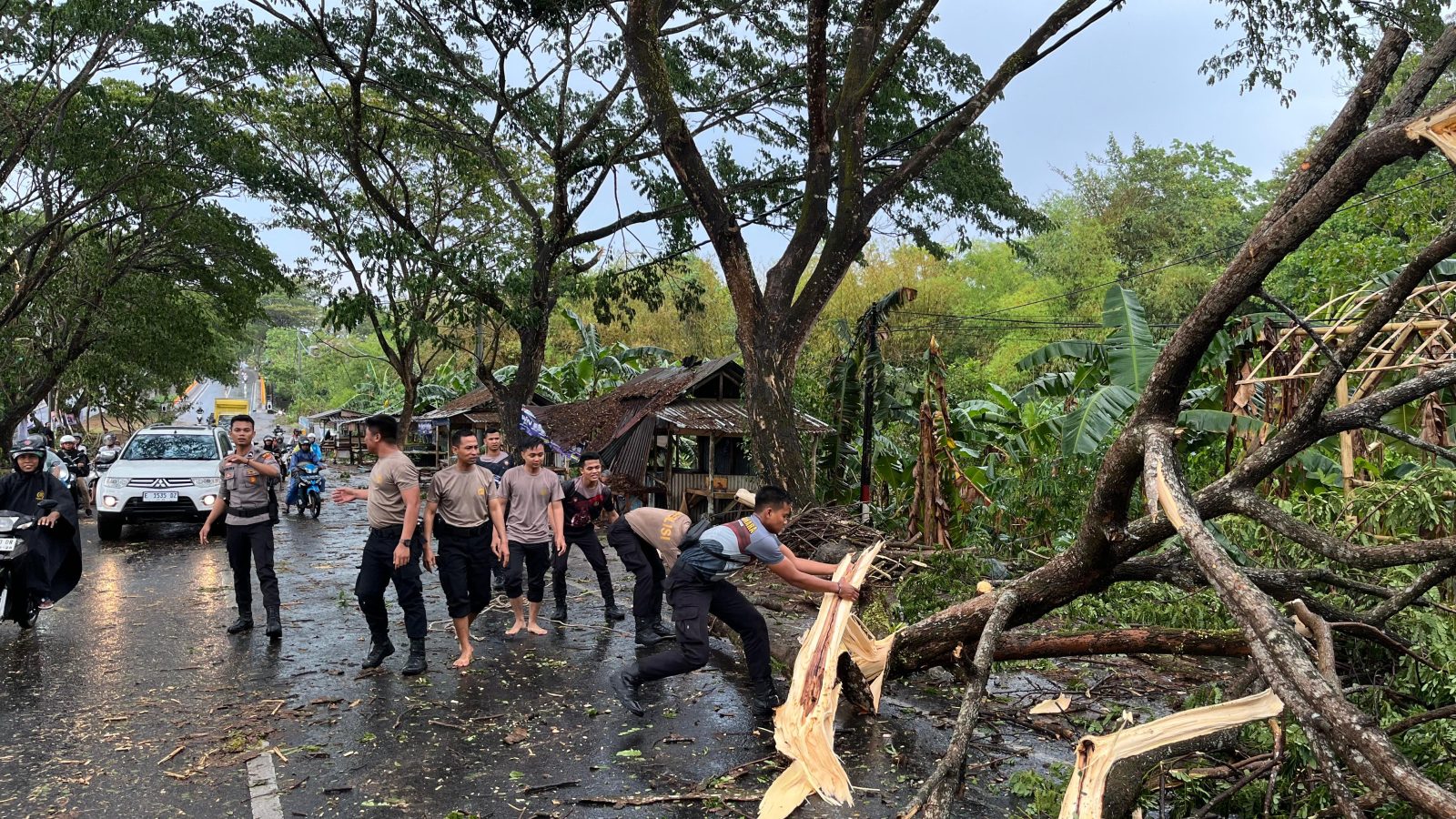 Pohon Besar Tumbang di Bypass Labulia akibat Hujan Lebat, Polisi Lakukan Evakuasi