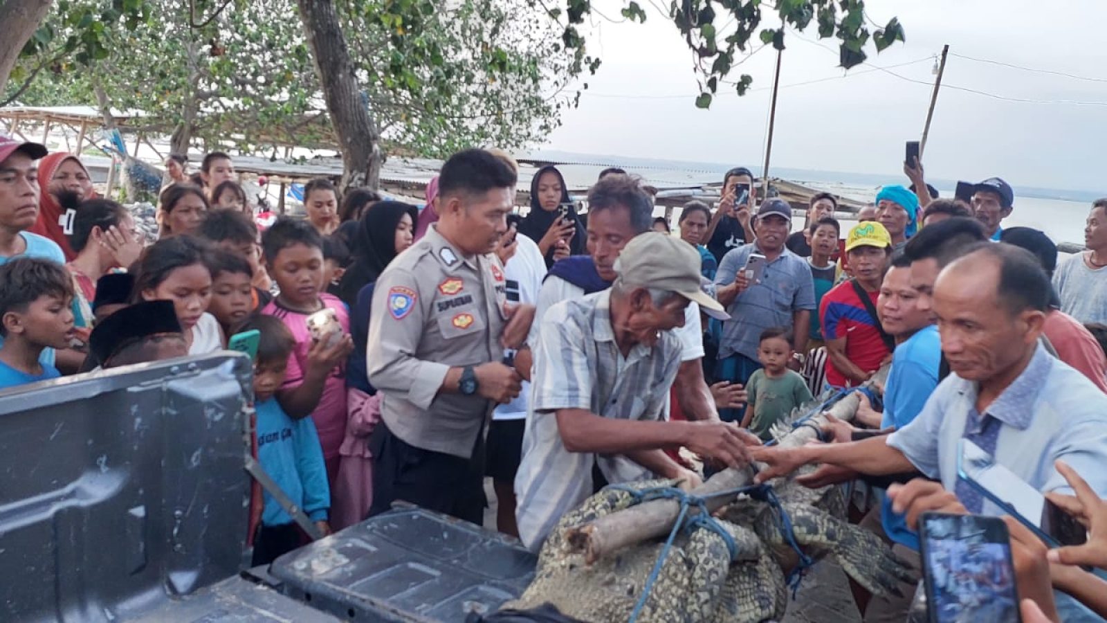 Heboh! Buaya Liar Terjaring Keramba Nelayan di Laut Bongsor Ekas Buana