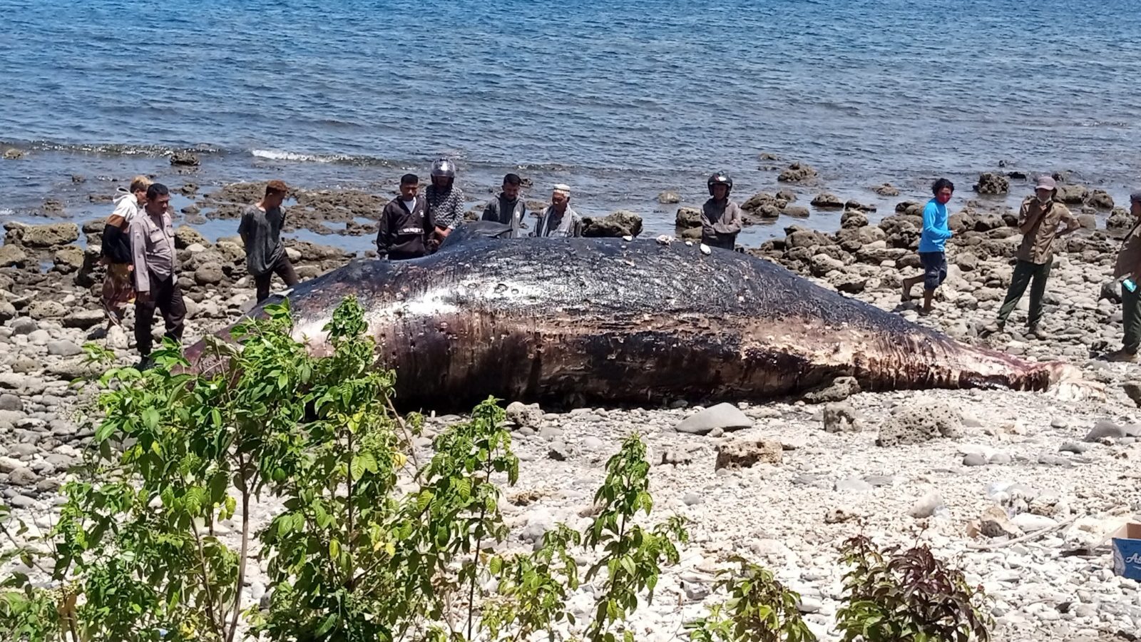 Paus Sperma Terdampar di Pantai Nangawera, Polisi Lakukan Evakuasi