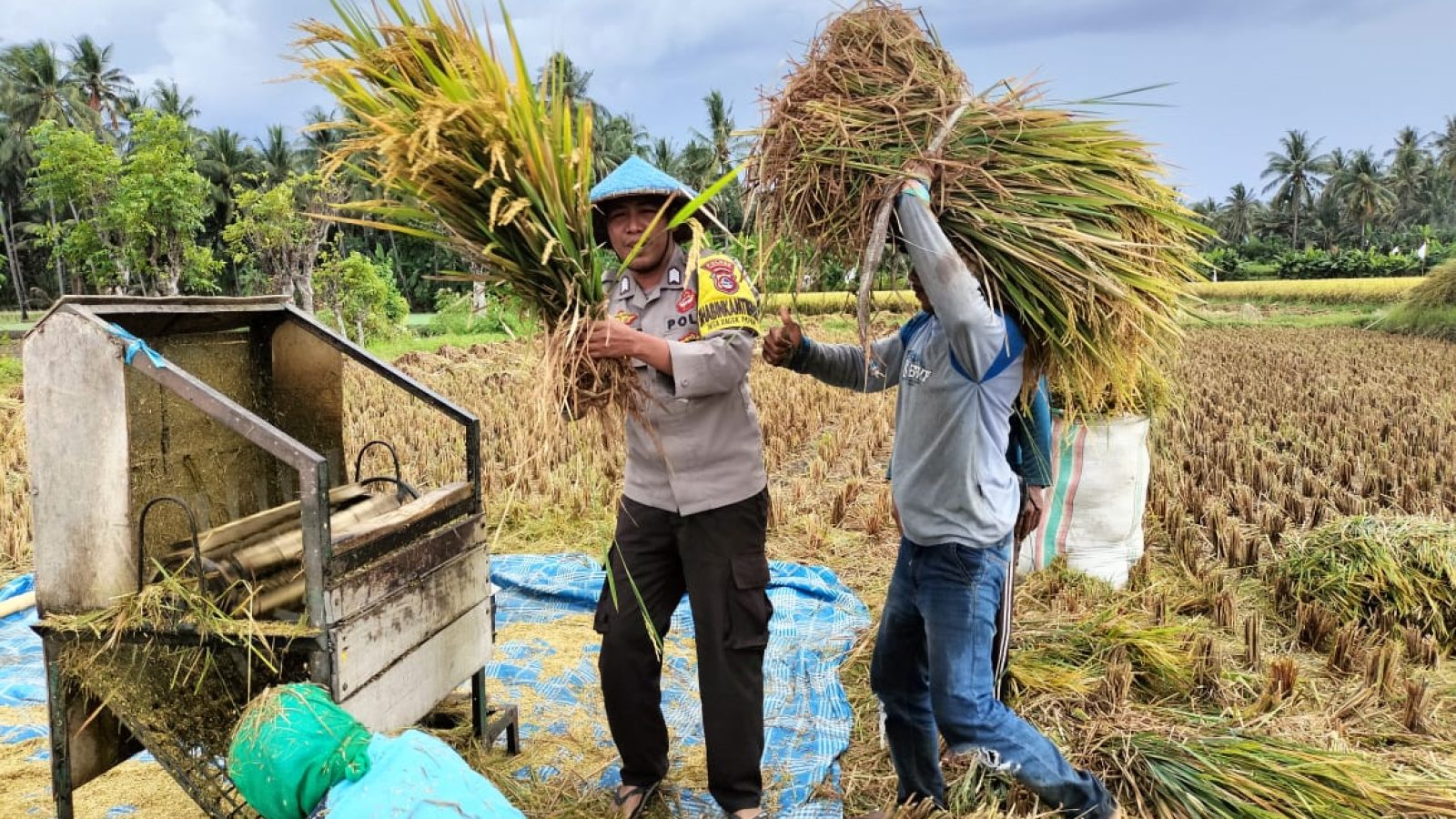 Bhabinkamtibmas  Bantu Panen Padi Masyarakat Bagik Papan