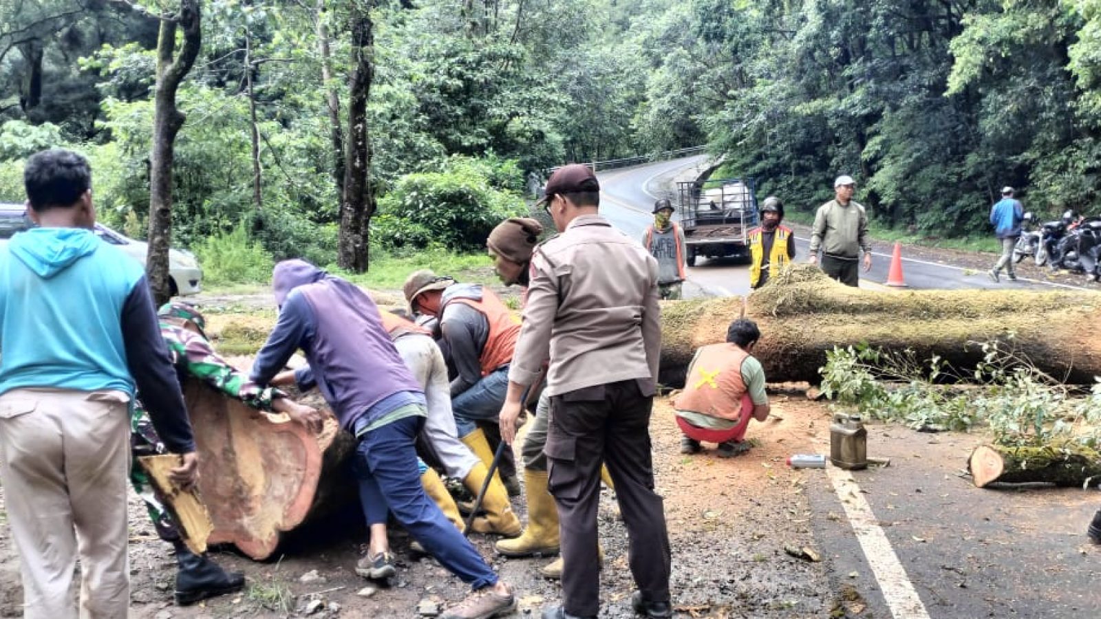 Selama Sepekan, 7 Pohon Tumbang Akibat Cuaca Ekstrem di Lombok