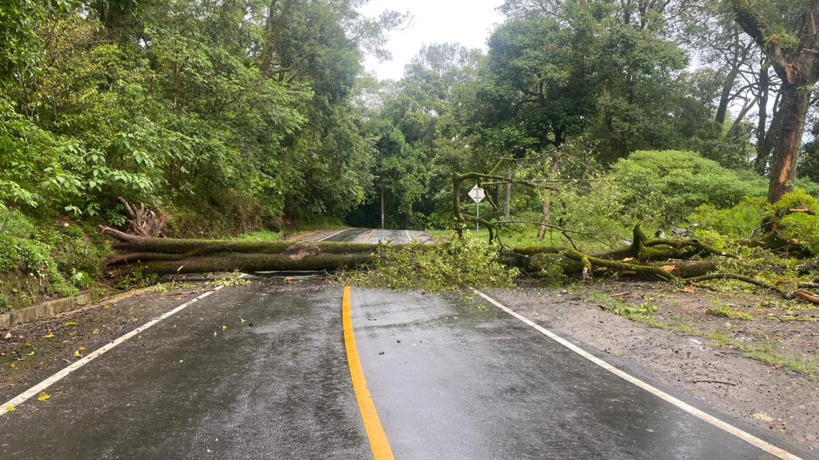 Arus Lalu Lintas ke Sembalun Sempat Lumpuh Akibat Pohon Tumbang