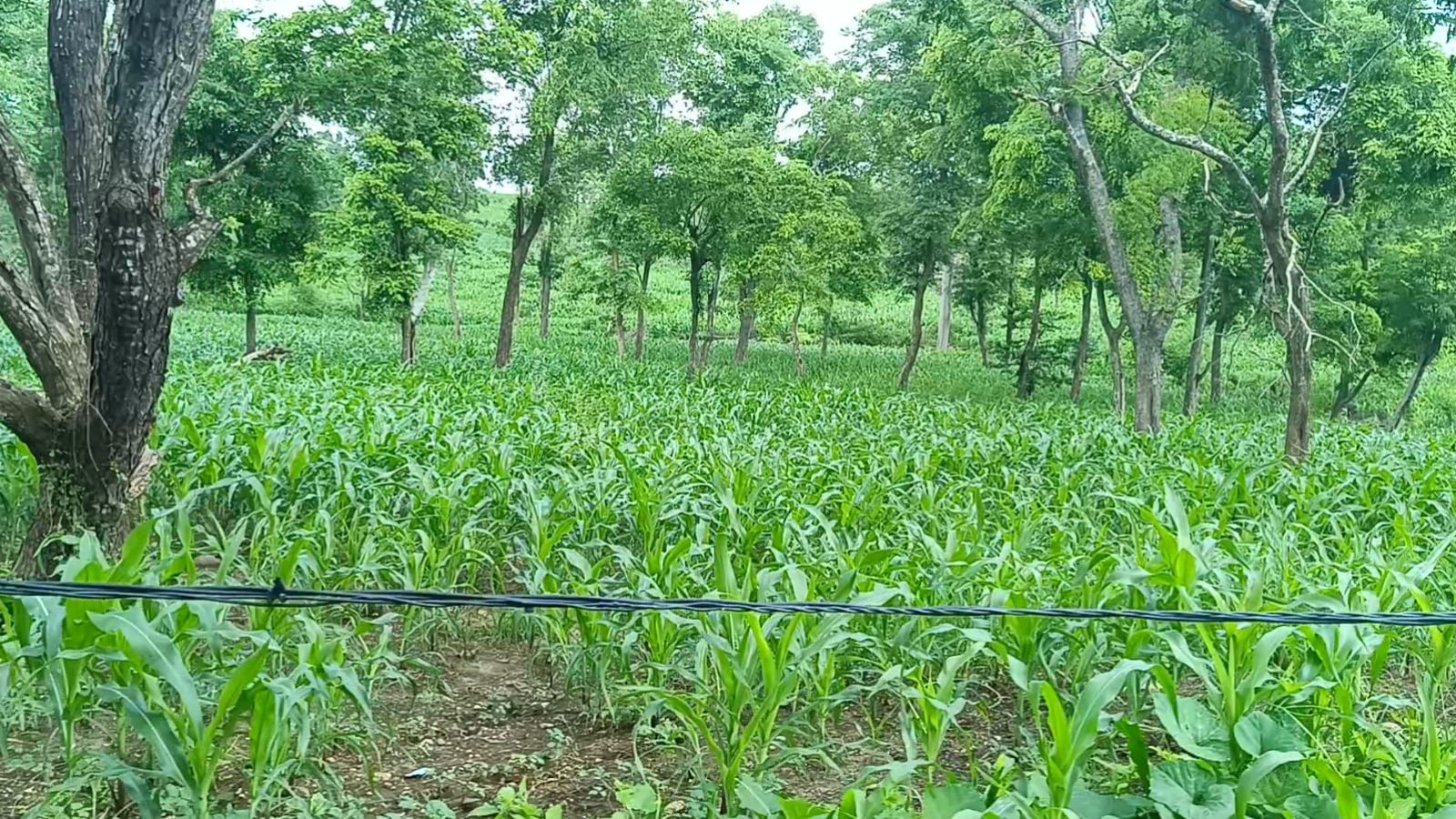 Ribuan Hektar Kawasan Hutan Lindung Sekaroh Ditanami Jagung