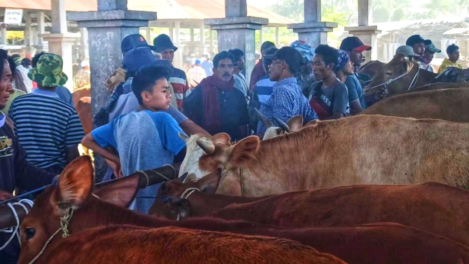 Lombok Timur Masih Rawan Penyakit Kuku dan Mulut