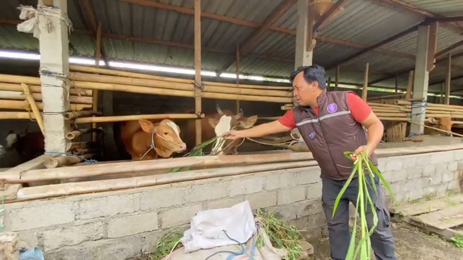 Petugas Dor To Dor Lakukan Vaksinasi Cegah Penyebaran PMK