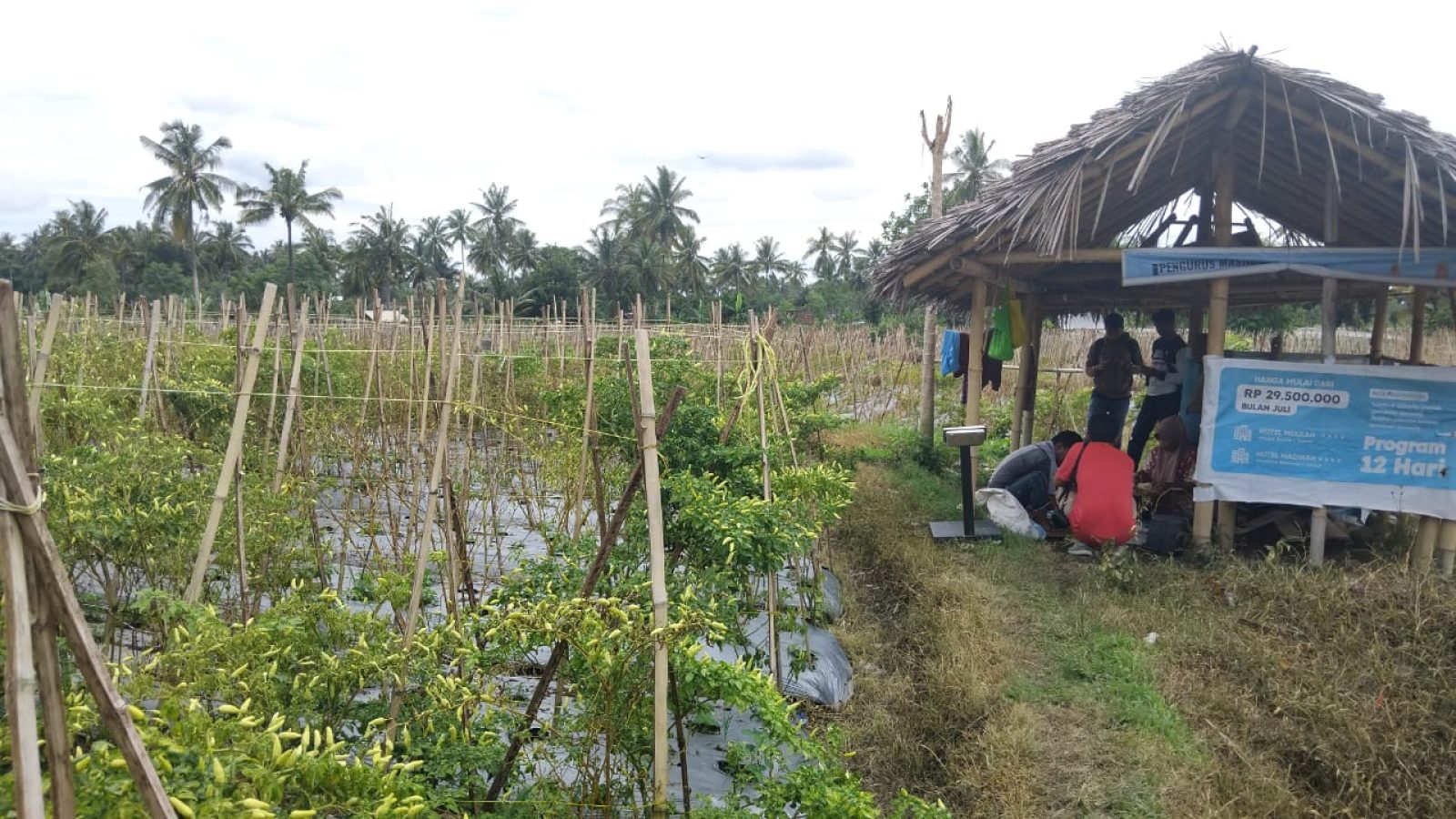 Harga Meroket, Cabai Petani di Sukamulia Digondol Maling