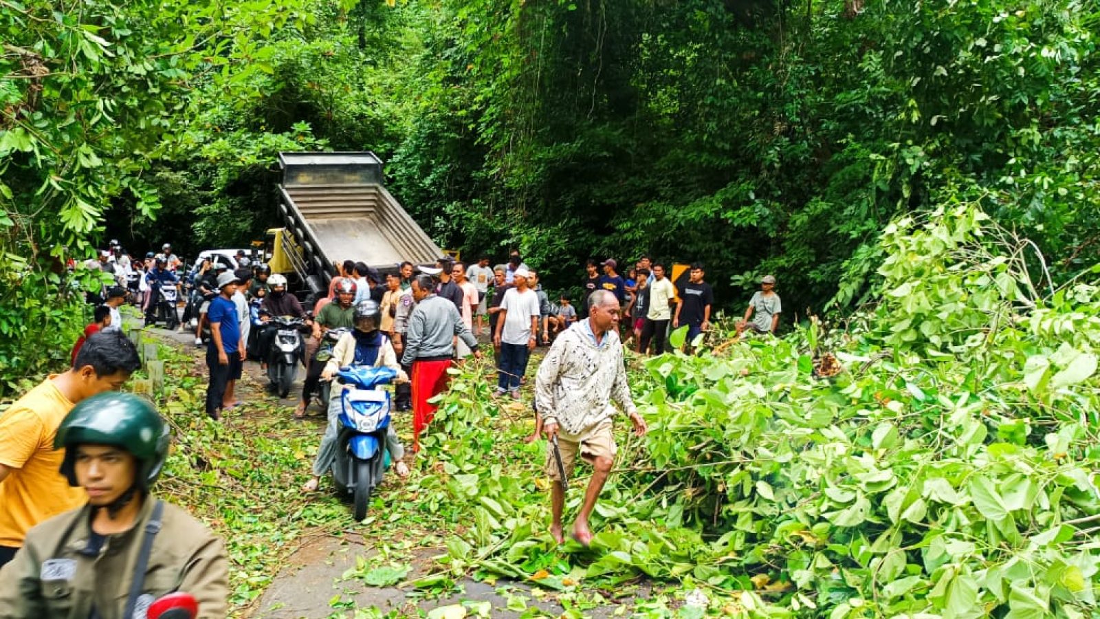 Pohon Tumbang Timpa Pengendara di Jalan Raya KLU