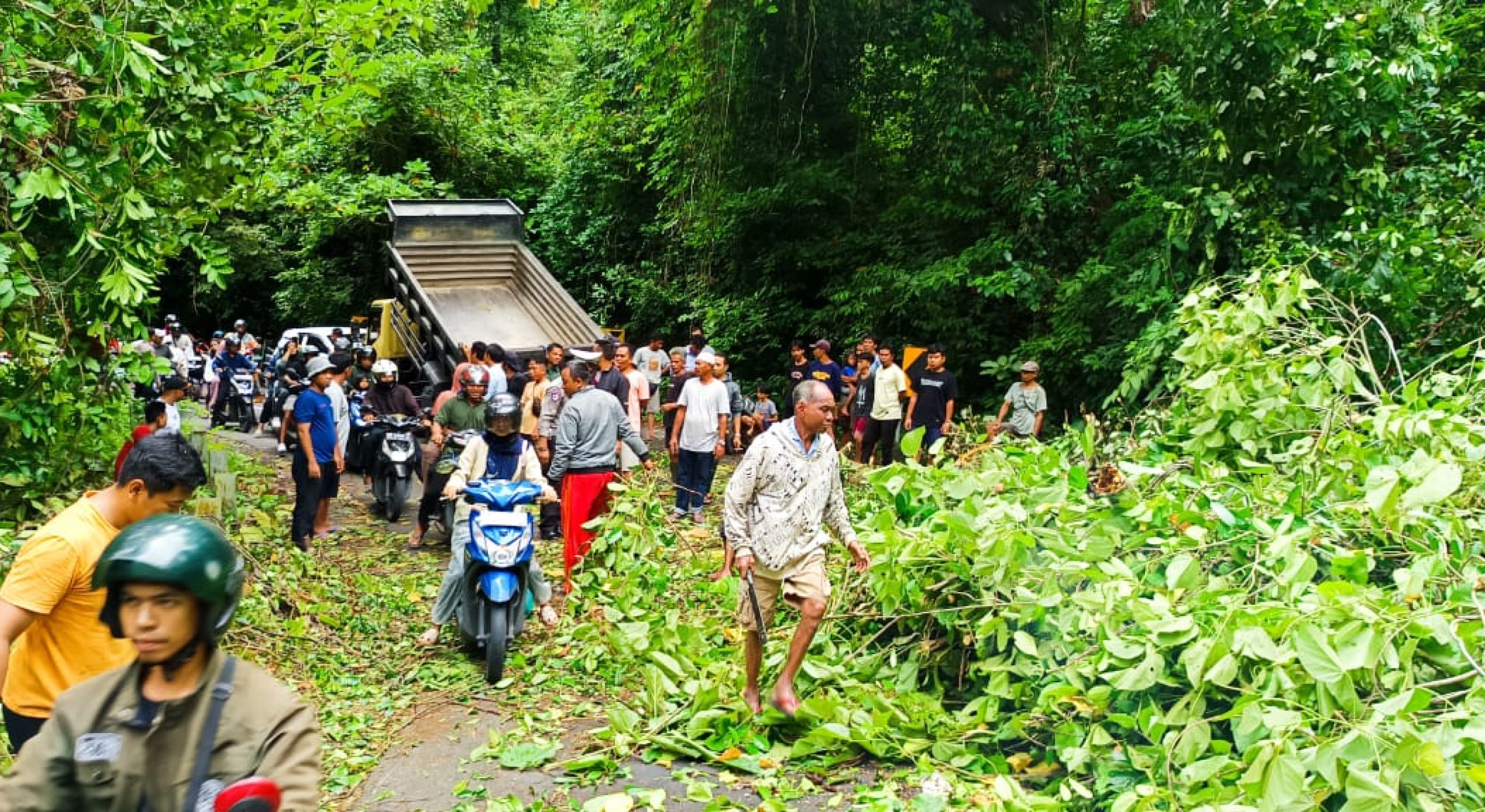 Pohon Tumbang Timpa Pengendara di Jalan Raya KLU