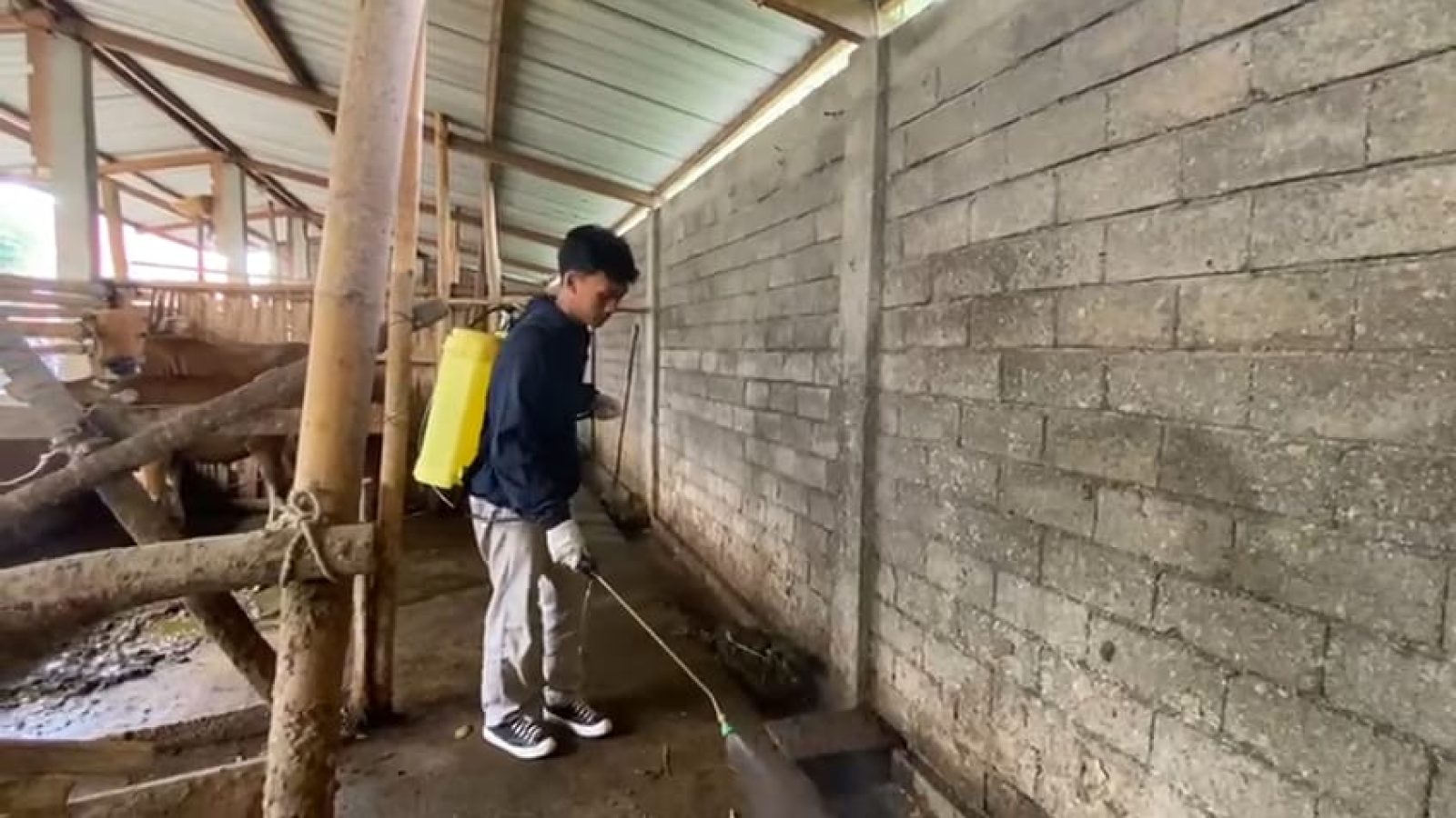 Melihat Aktivitas Kormavet yang Berjuang Tanpa Pamrih Membantu Peternak