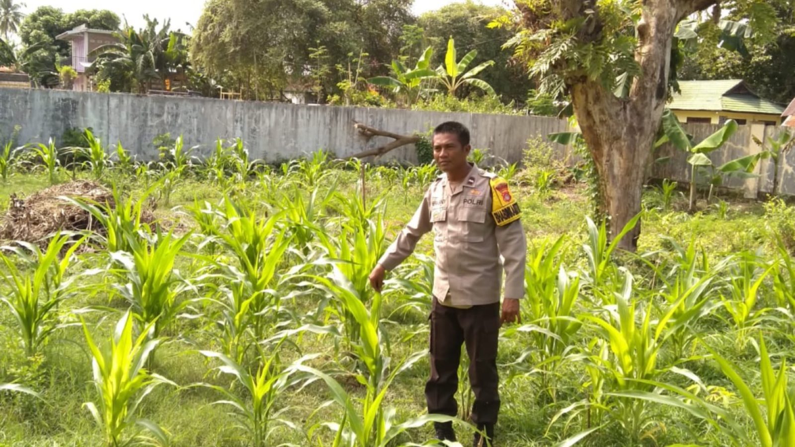 Dukung Ketahanan Pangan Nasional, Bhabinkamtibmas Penatoi Cek Progres Tanaman Padi 