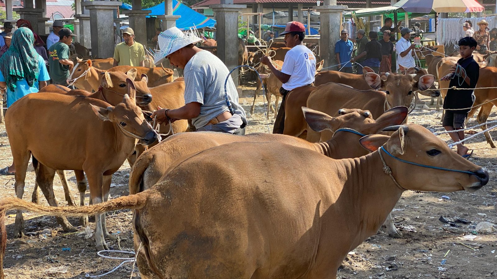 Jelang Idul Adha, Harga Sapi Mulai Naik