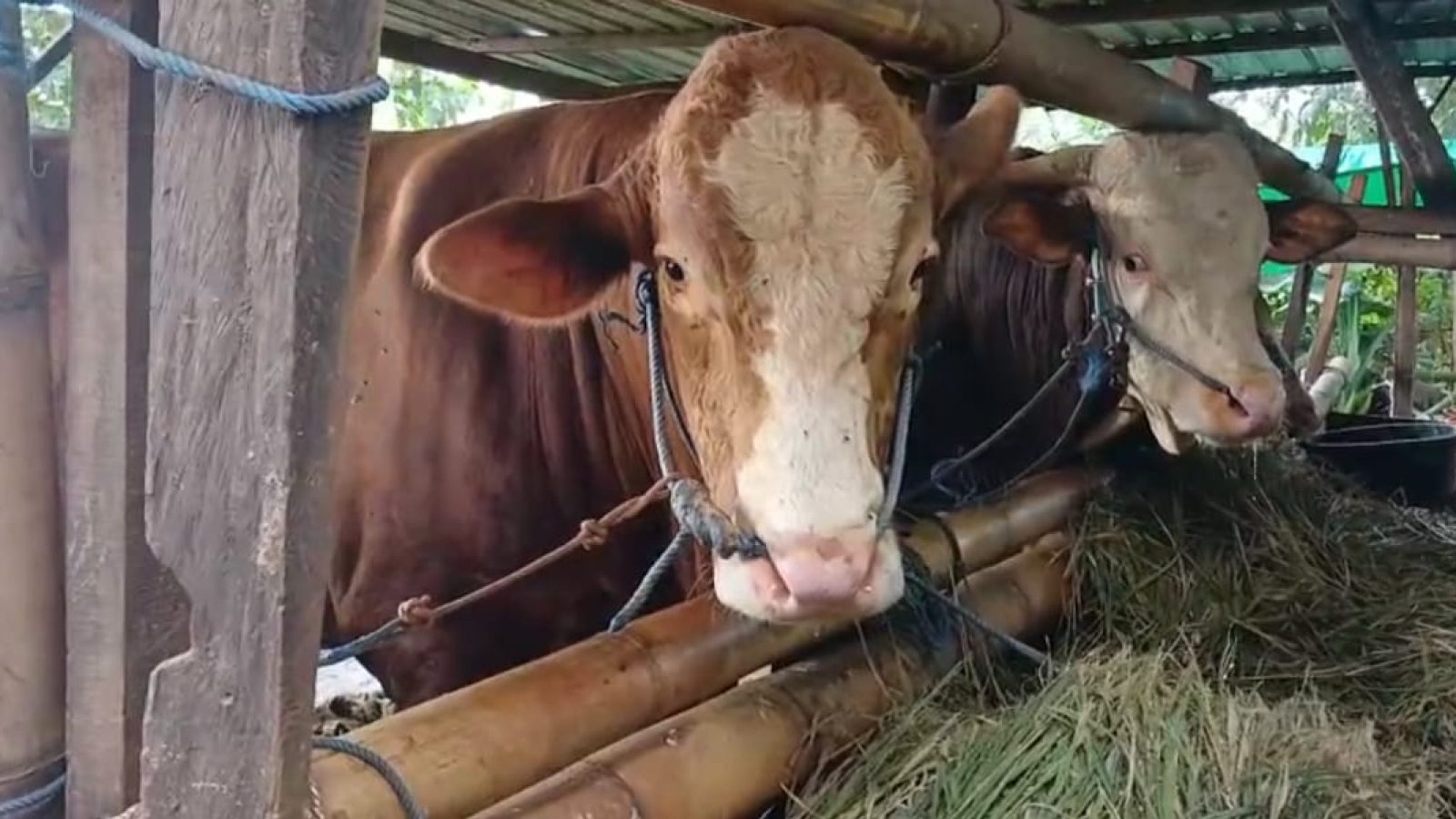 Sapi Kurban Presiden Prabowo di Lombok Timur Bobot Capai 1 Ton
