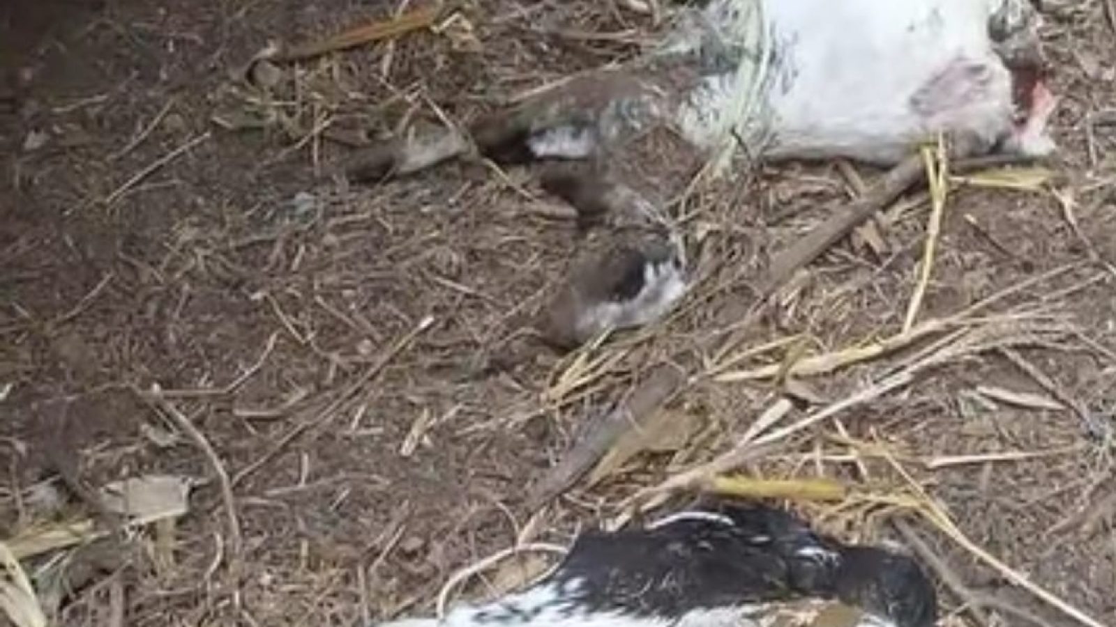 Belasan Ekor Kambing Di Lombok Timur Mati Misterius