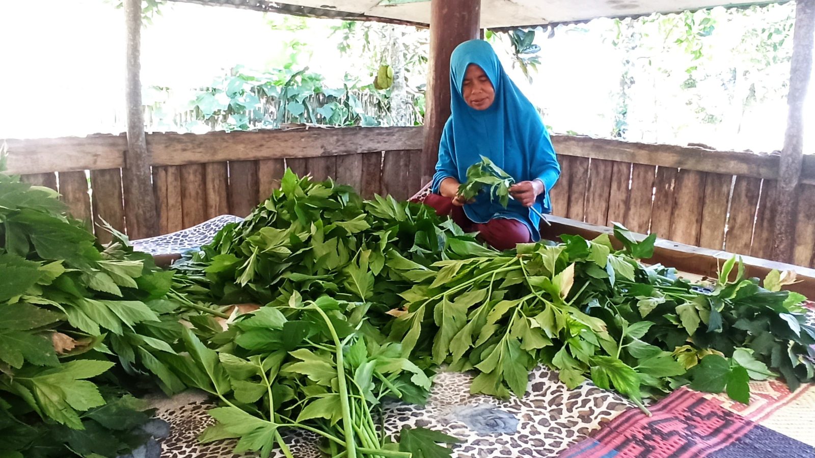 Kisah Sukses Rina Sembalun, Raup Cuan Jutaan Rupiah Dari Budidaya Asitaba