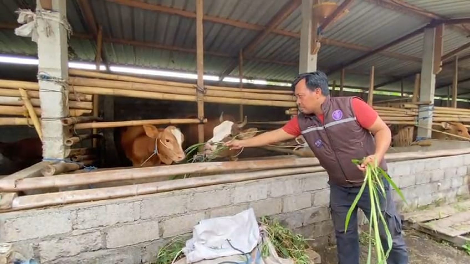 Lombok Timur Siap Pasok Daging untuk MBG Ke Sembilan Provinsi di Indonesia