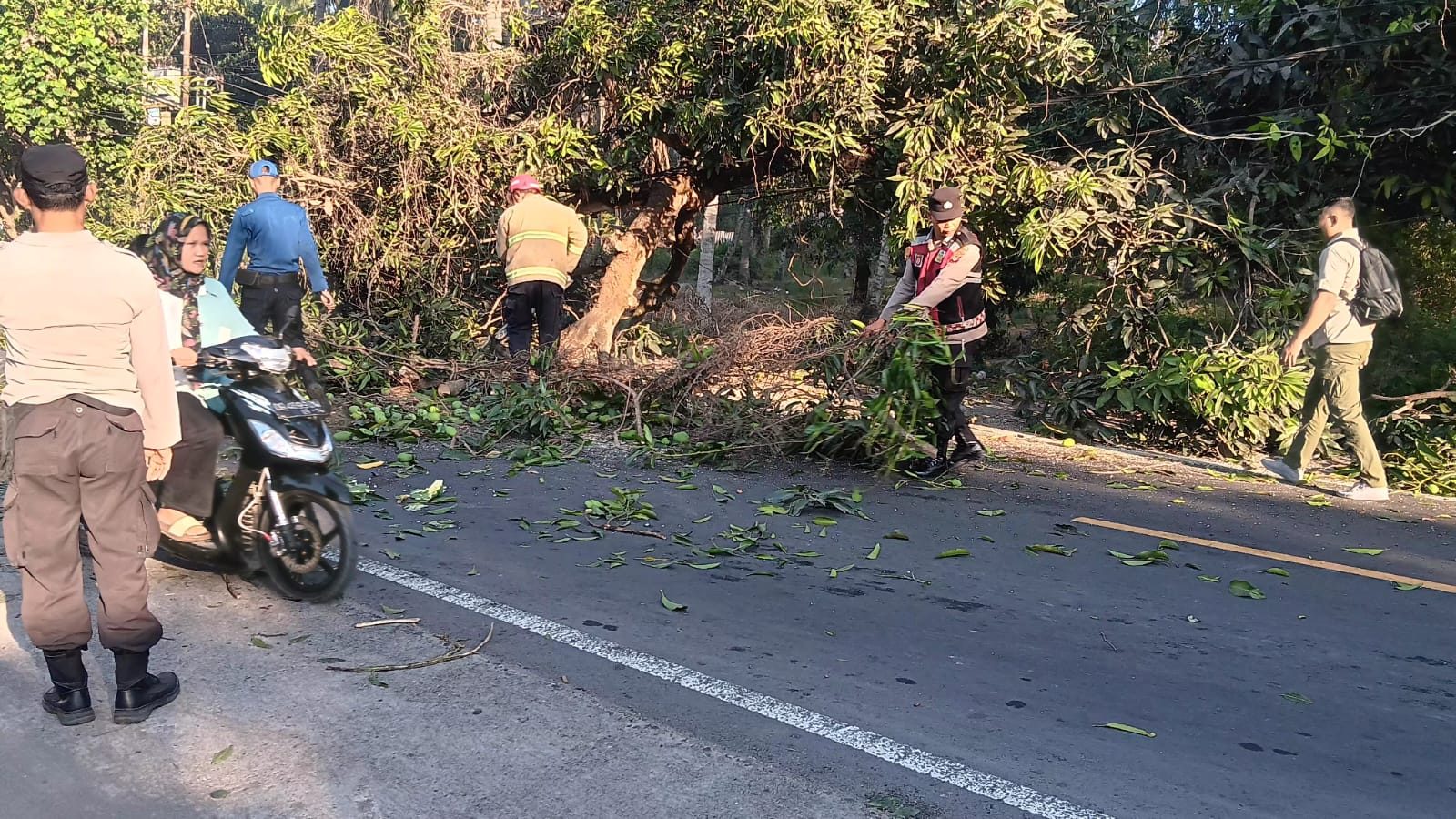 Pohon Tumbang di Jalan Raya Dusun Tembobor Selatan Dievakuasi