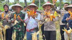 Dukung Asta Cita Presiden, Polres Lombok Utara  Panen Raya Jagung di Kayangan