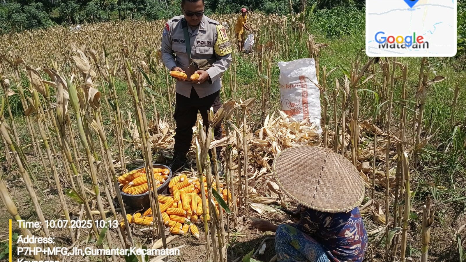  Panen Jagung Desa Gumantat Wujud Dukungan Program Ketahanan Pangan