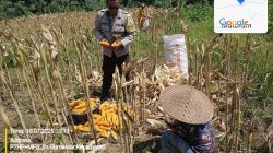  Panen Jagung Desa Gumantat Wujud Dukungan Program Ketahanan Pangan