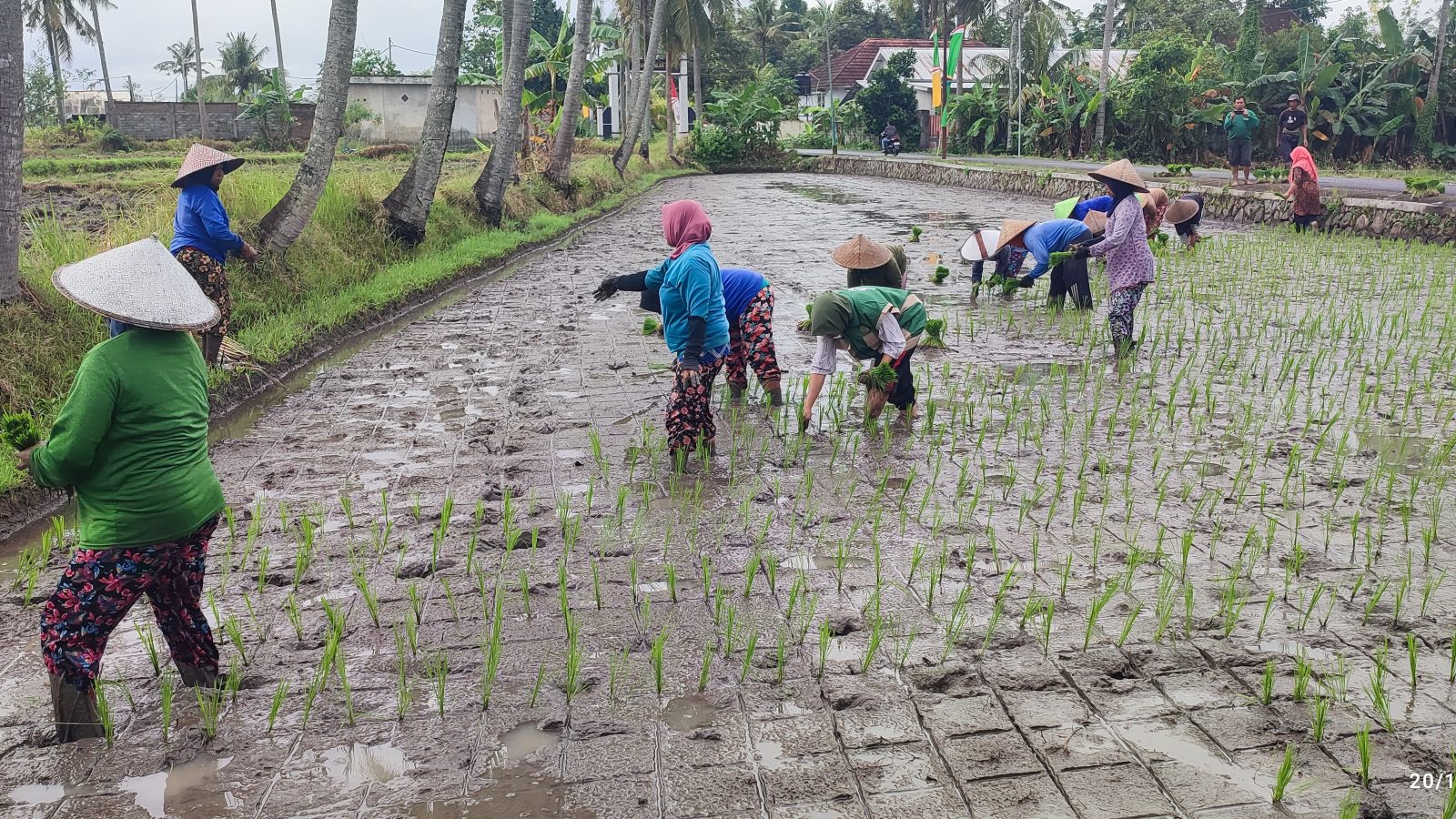 Petani Padi Masih Bahagia Menyambut Hujan