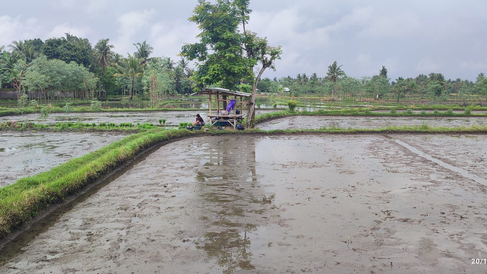 Punya Goa Hantu, Desa Kuripan Timur akan Kembangkan Wisata Persawahan