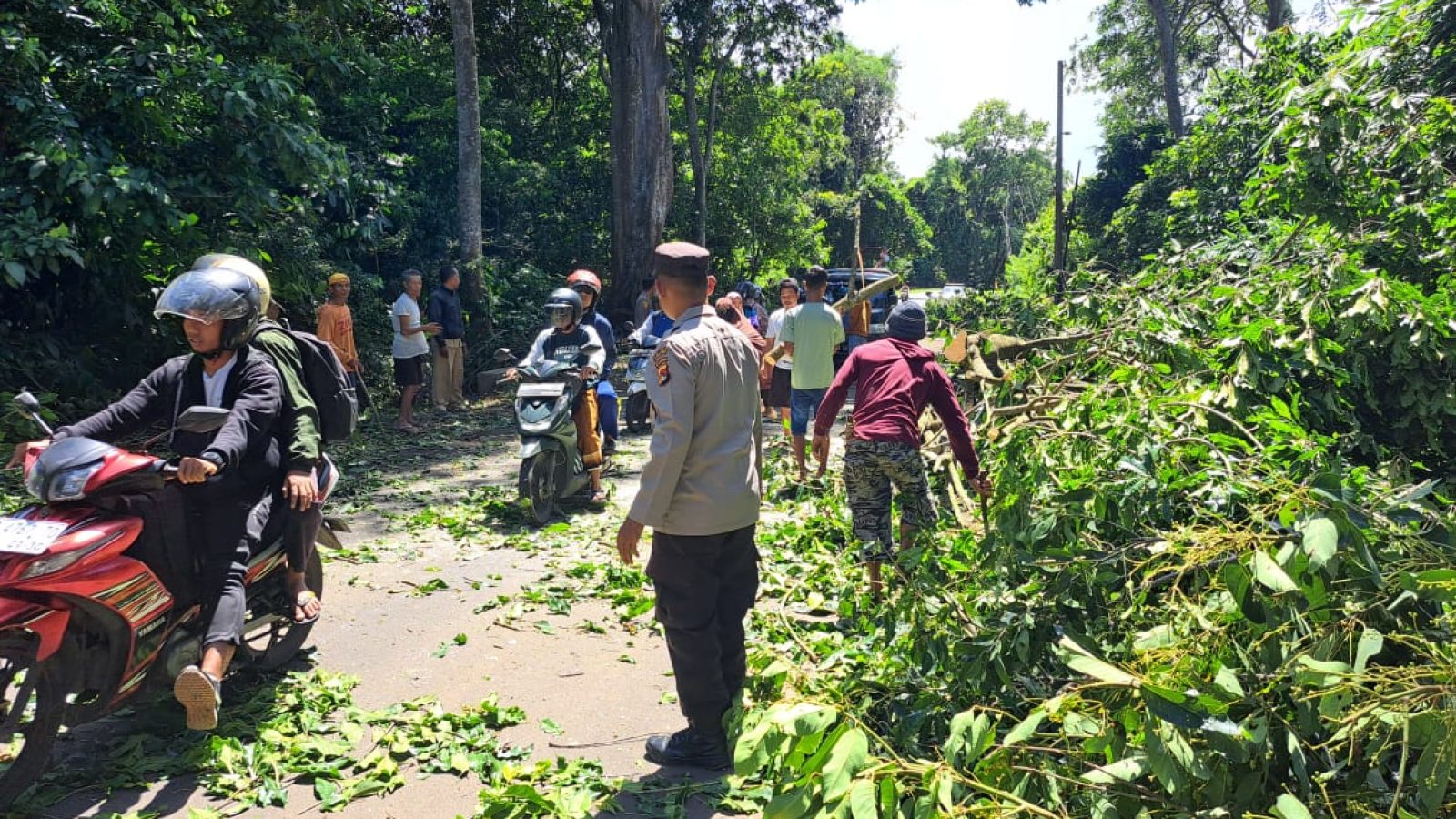 Pohon Tumbang di Jalur Suela – Sembalun Akibatkan Antrean Panjang