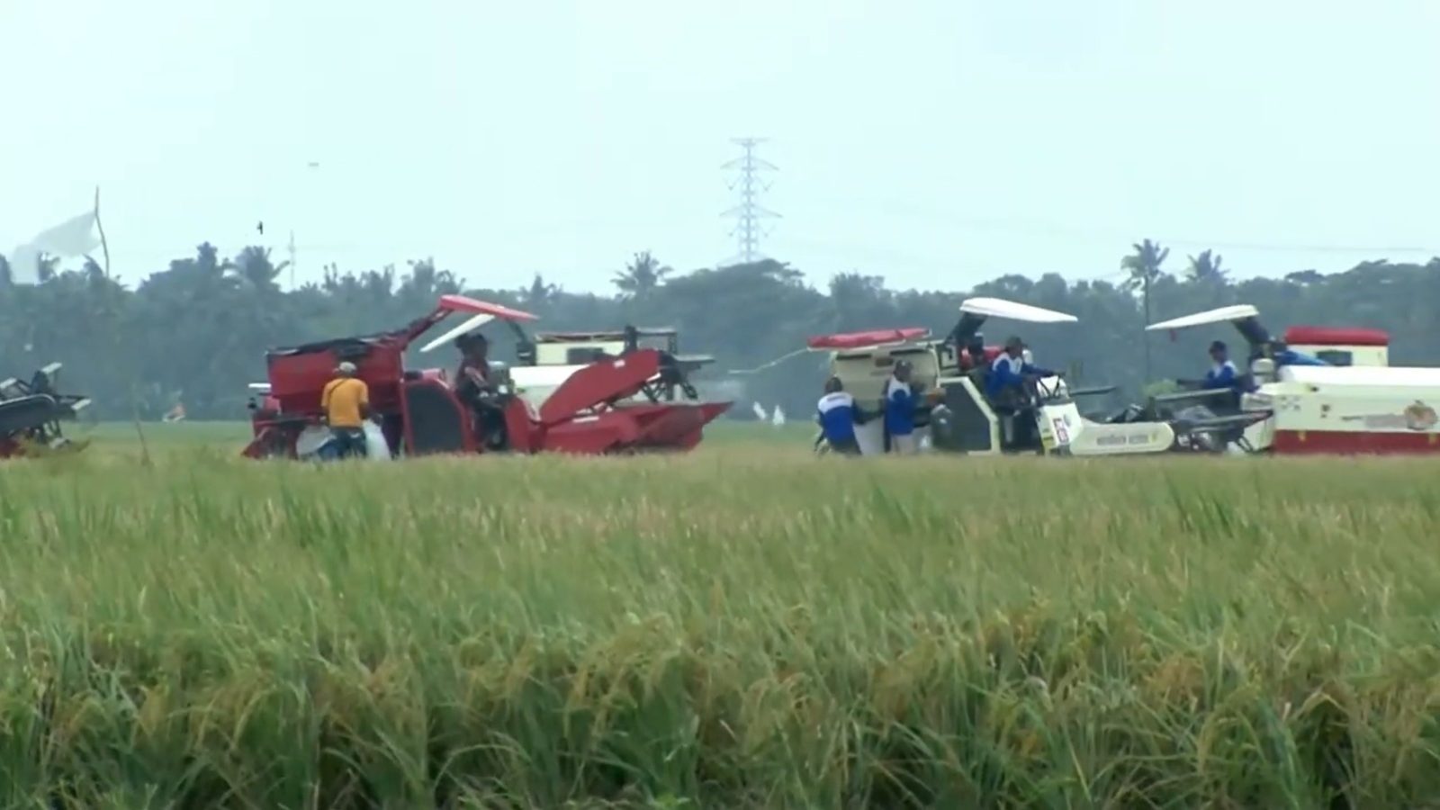 Panen Raya di Banyu Urip, Presiden Sebut Simbol Kebangkitan Pertanian Indonesia