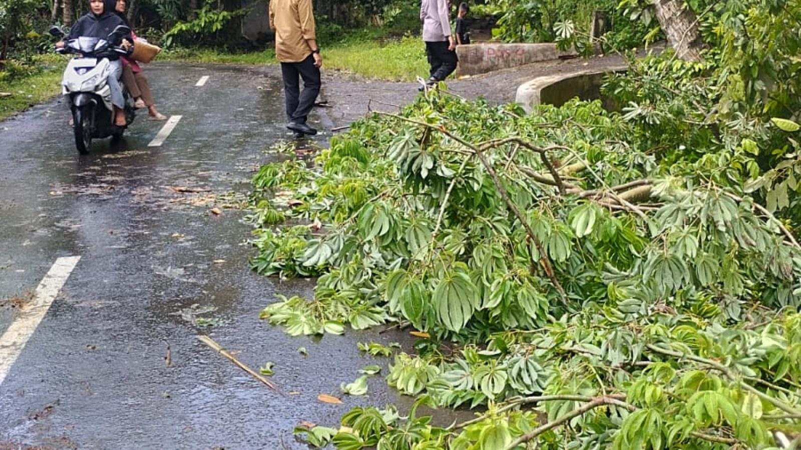 4 Pelajar SD di Lombok Timur Tertimpa Pohon Tumbang