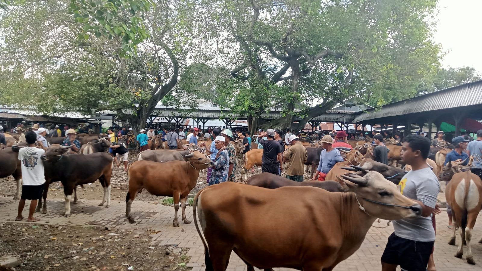 Penuhi Konsumsi Daging Nasional, NTB Siap Kirim Puluhan Ribu EKor Hewan Qurban