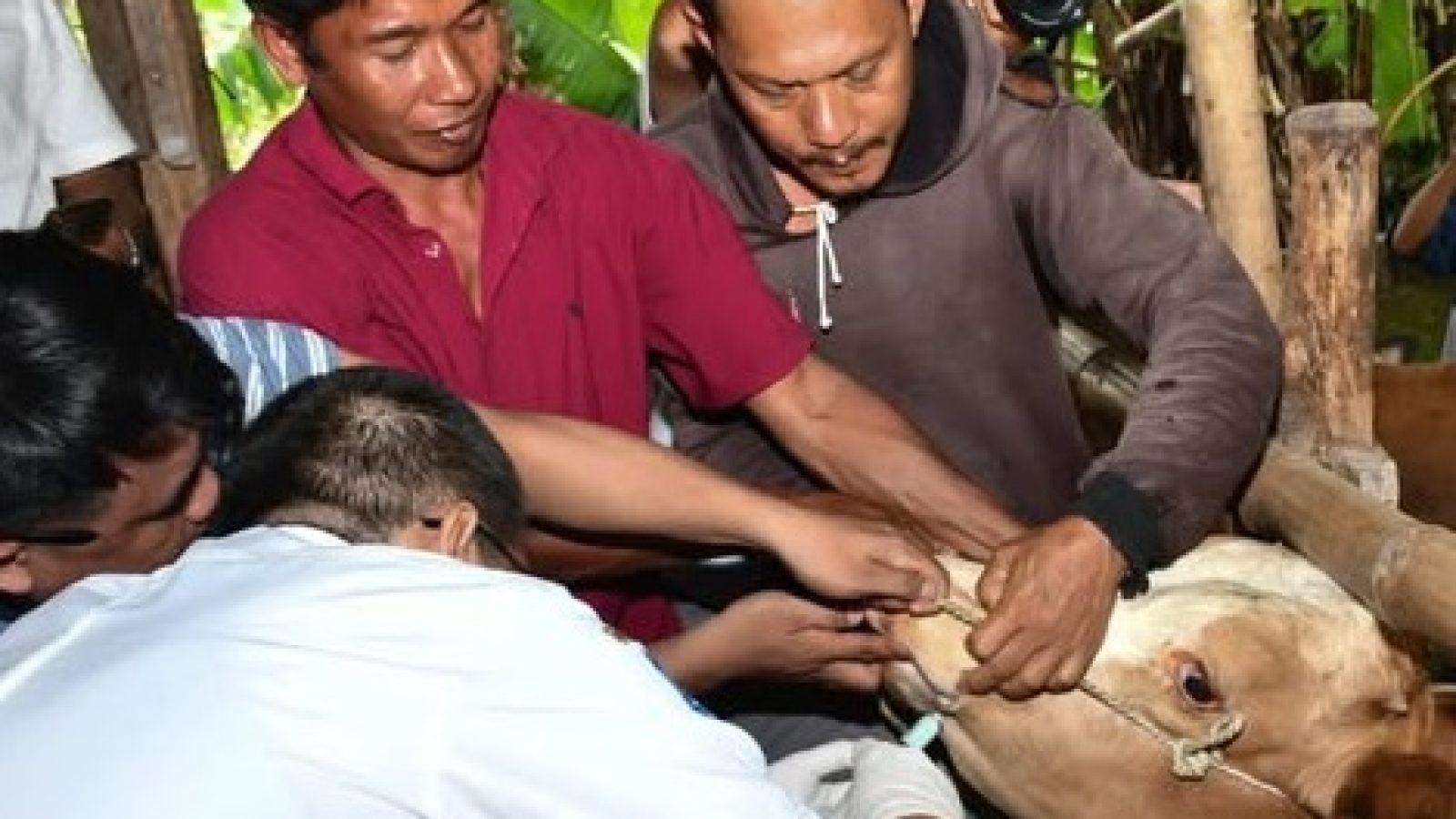 Ada Posyandu Ternak di Lombok Timur