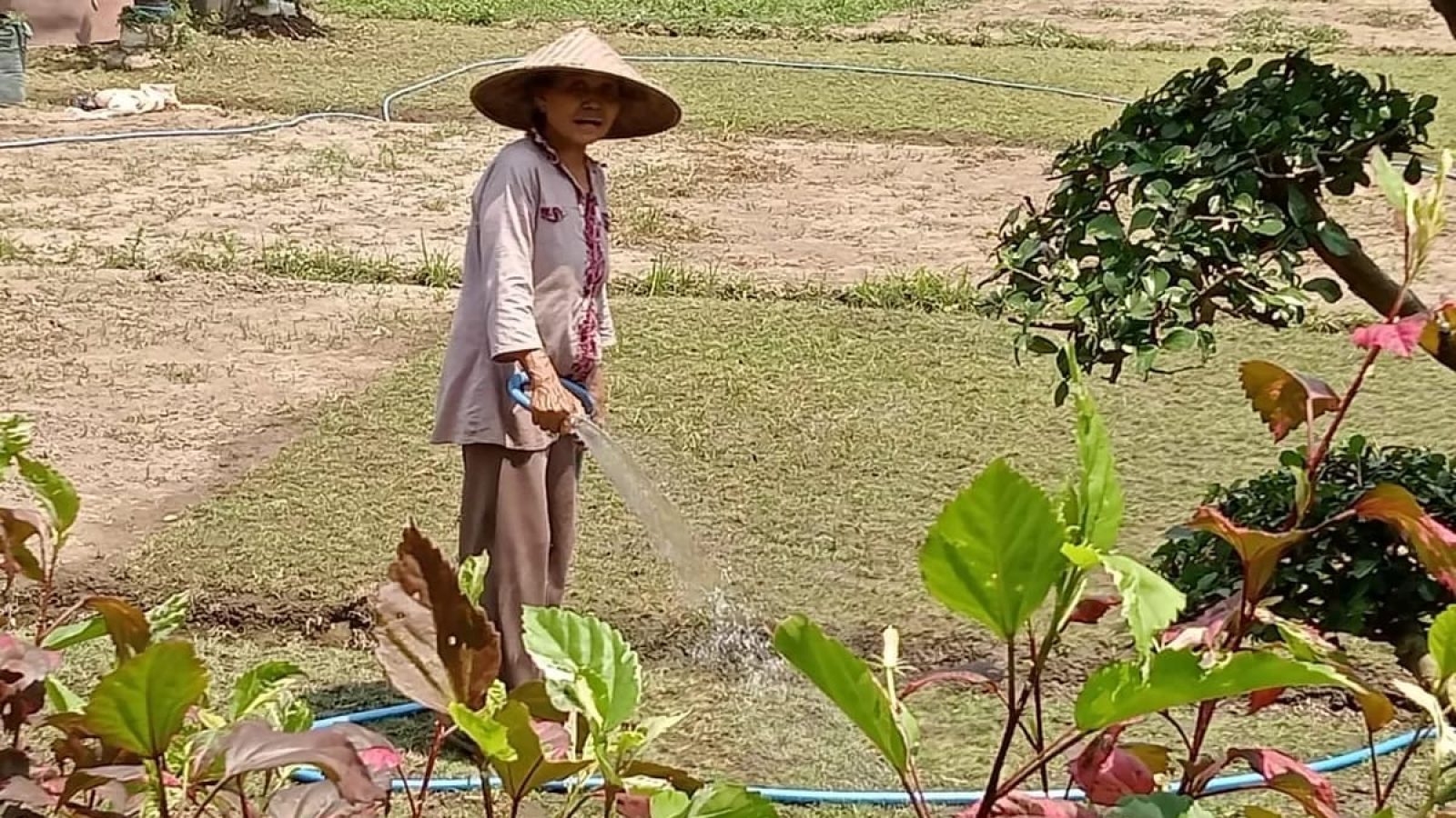 Tanaman Rumput Hias, Peluang Bisnis Menjajikan Warga Kota Mataram
