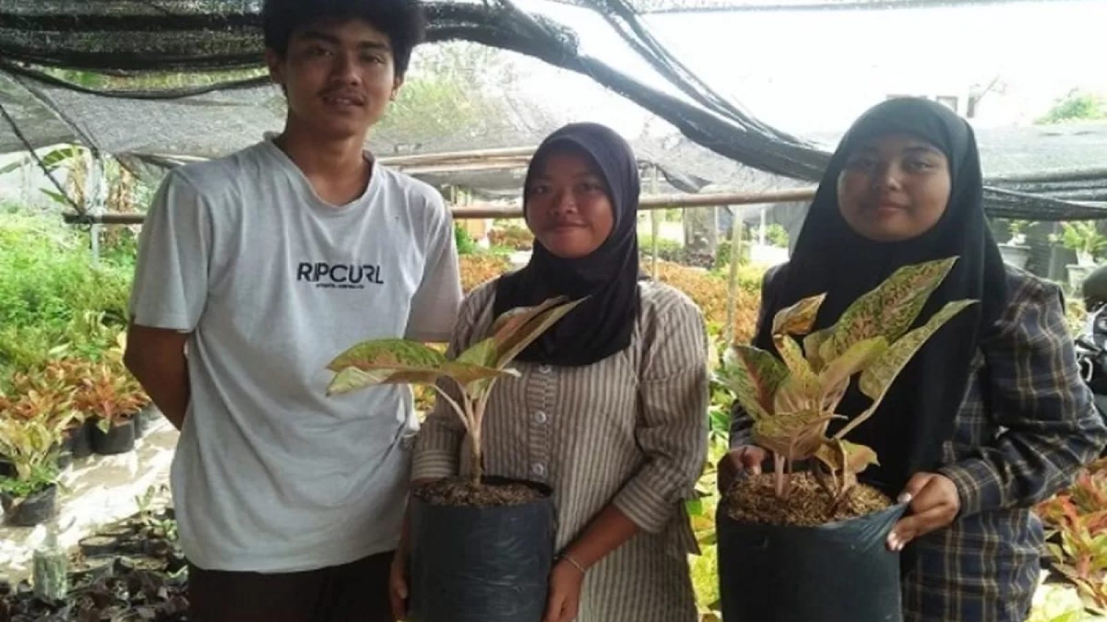 Peluang Bisnis Menjanjikan Tanaman Hias di Kota Mataram