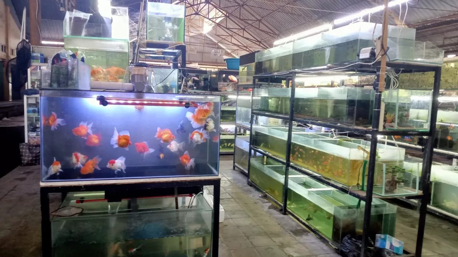 Pasar Ikan Hias di Kota Mataram Menjanjikan, Sumbang 20 Persen Ekonomi Masyarakat