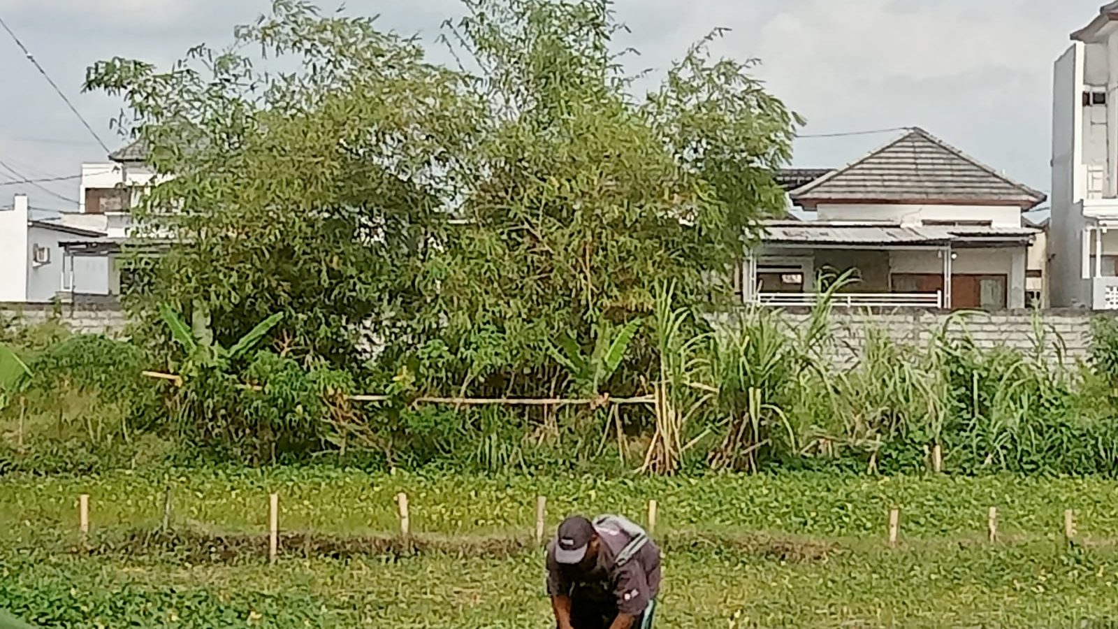 Budidaya Kangkung di Lobar Tingkatkan Ekonomi Petani, Varietas Sinona dan Aeni jadi Unggulan