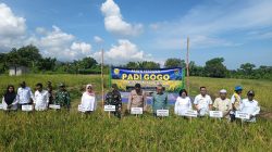 Panen Raya Perdana Padi Gogo di Lombok Utara, Langkah Menuju Swasembada Pangan Berkelanjutan