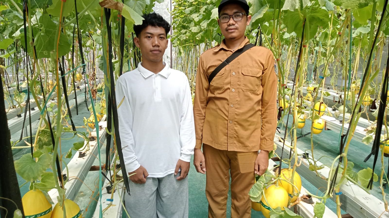 Budidaya Melon Hidroponik Midang, Berharap Jadi Desa Agrowisata Lombok Barat